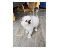 Chatons disponible