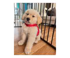 Chiot Golden Retriever àvendre