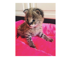 Portée de chatons serval et savannah et caracal