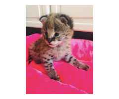 Portée de chatons serval et savannah et caracal