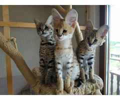 Superbes chatons Serval et savannah disponibles