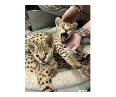 Serval d'exception l'élégance de la savane chez vous