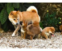 Chiots Shiba Inu Mâle Et Femelle