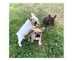 Chiots bouledogue français
