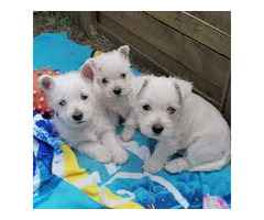 Chiots Westie